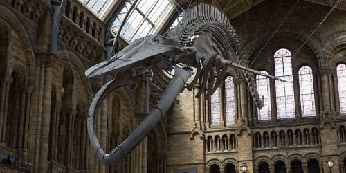 6 Fantastic Family Events To Enjoy in February Fossil Hunters